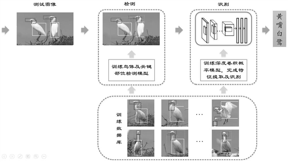 Island coastal wetland waterfowl identification method, distribution query system and medium