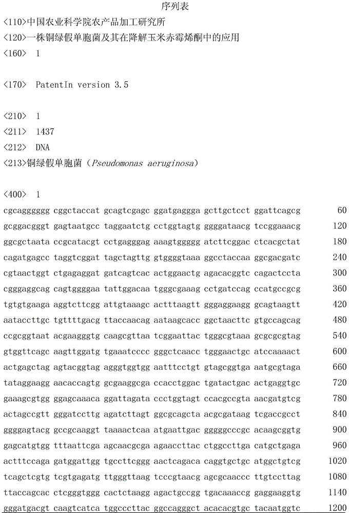 Pseudomonas aeruginosa and application thereof in degrading zearalenone