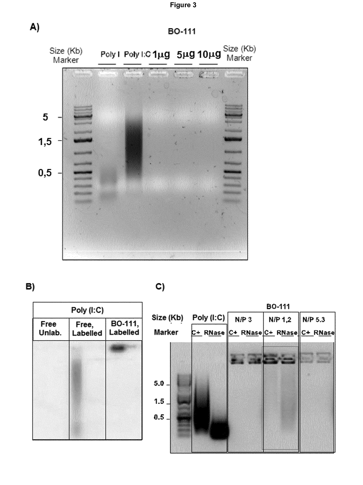 Novel pharmaceutical composition comprising particles comprising a complex of a double-stranded polyribonucleotide and a polyalkyleneimine