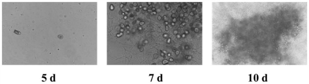 Piriformospora indica microbial agent and preparation method thereof