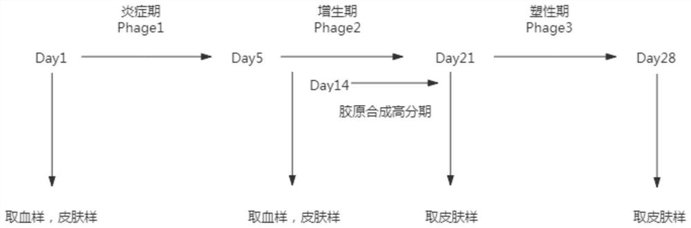 Application of aphanothece sacrum polysaccharide in preparation of medicine for treating scalds