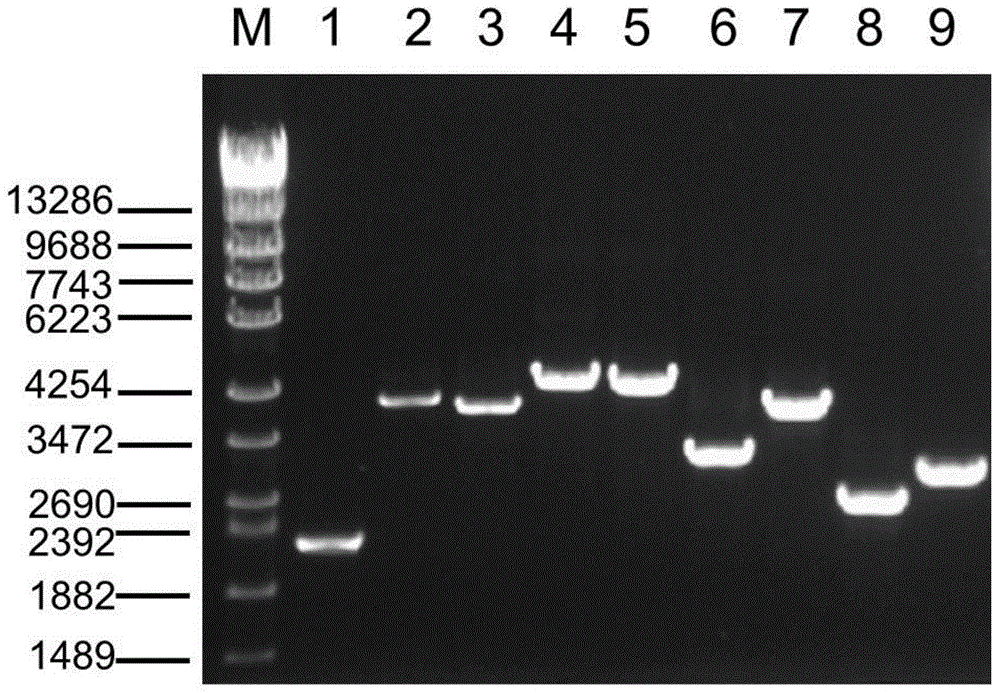 Amplimers, kit and method for detecting PKD1 gene mutation