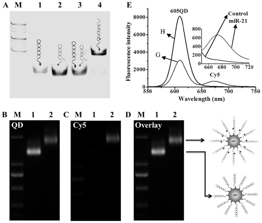 A single quantum dot fluorescent nanosensor based on enzyme-free catalyzed self-assembly and its preparation method and application