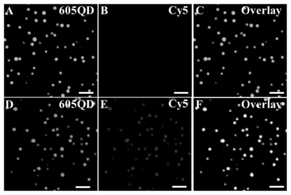 A single quantum dot fluorescent nanosensor based on enzyme-free catalyzed self-assembly and its preparation method and application