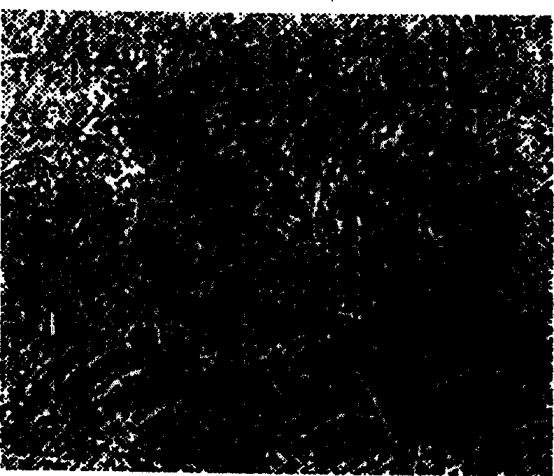 Human eye detecting method and apparatus