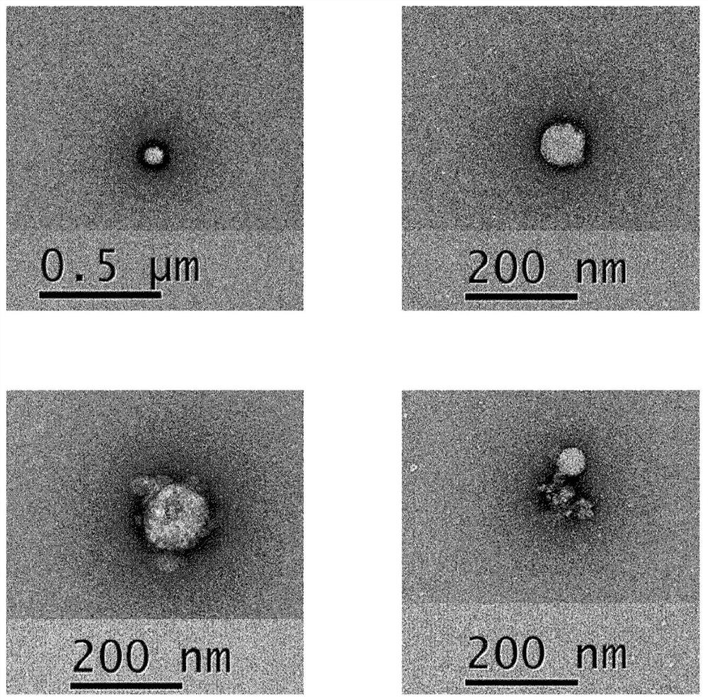 Cosmetic composition comprising rose stem cell-derived exosome as effective ingredient