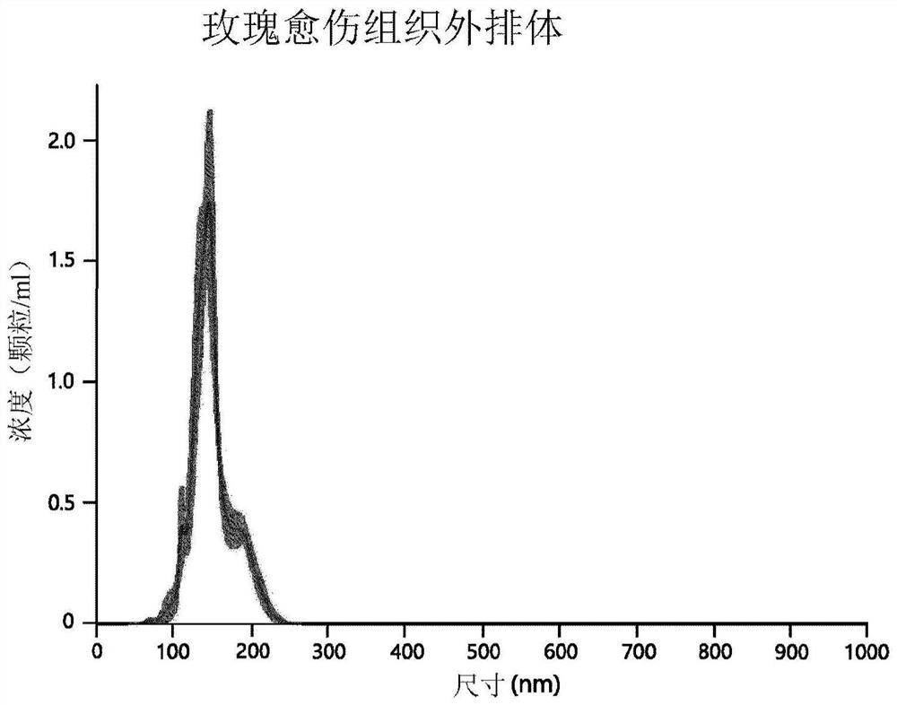 Cosmetic composition comprising rose stem cell-derived exosome as effective ingredient