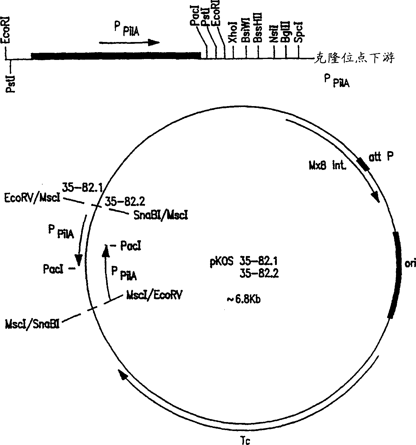 Production of polyketides