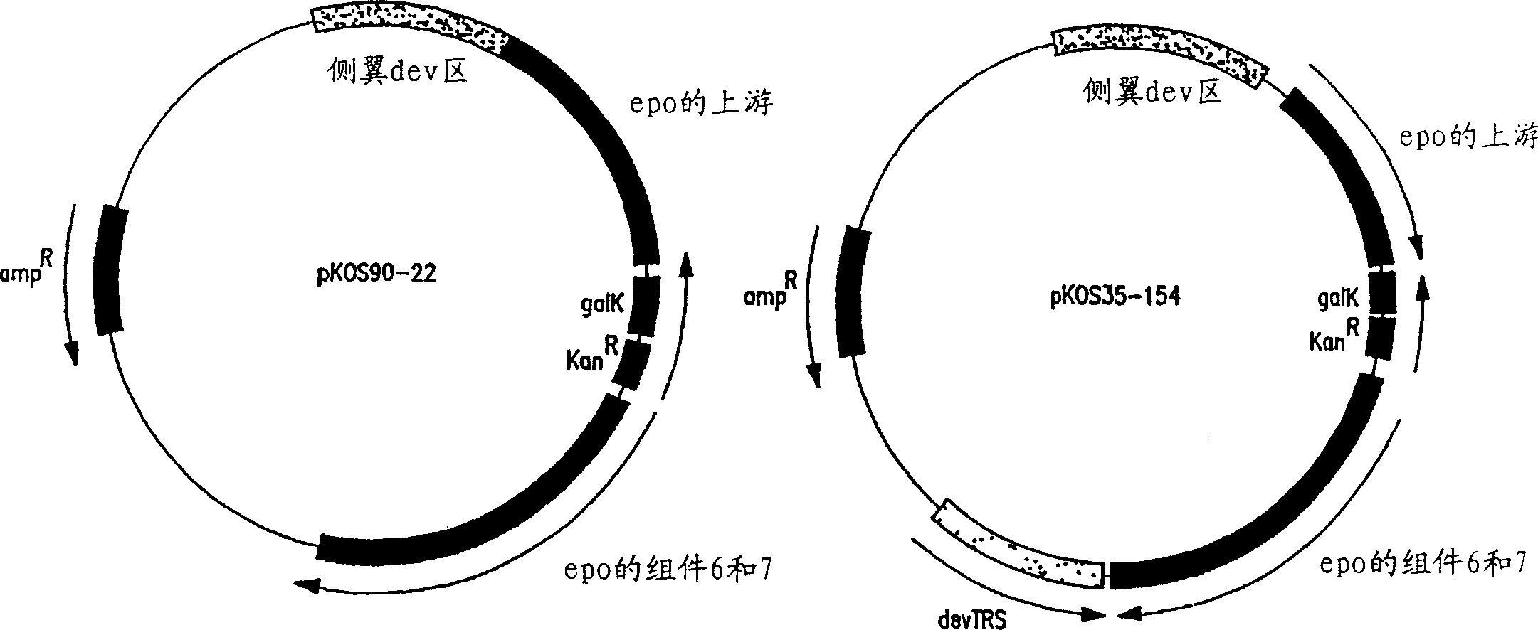 Production of polyketides