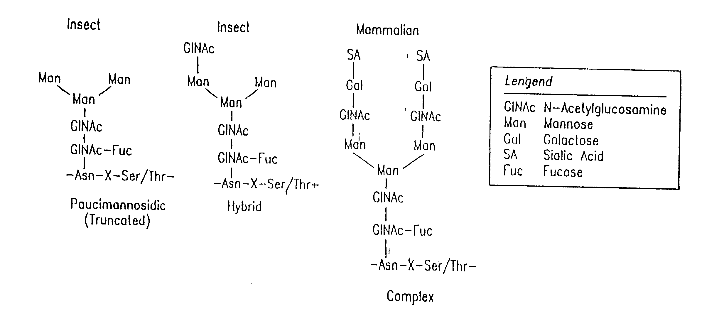 Engineering Intracellular Sialylation Pathways