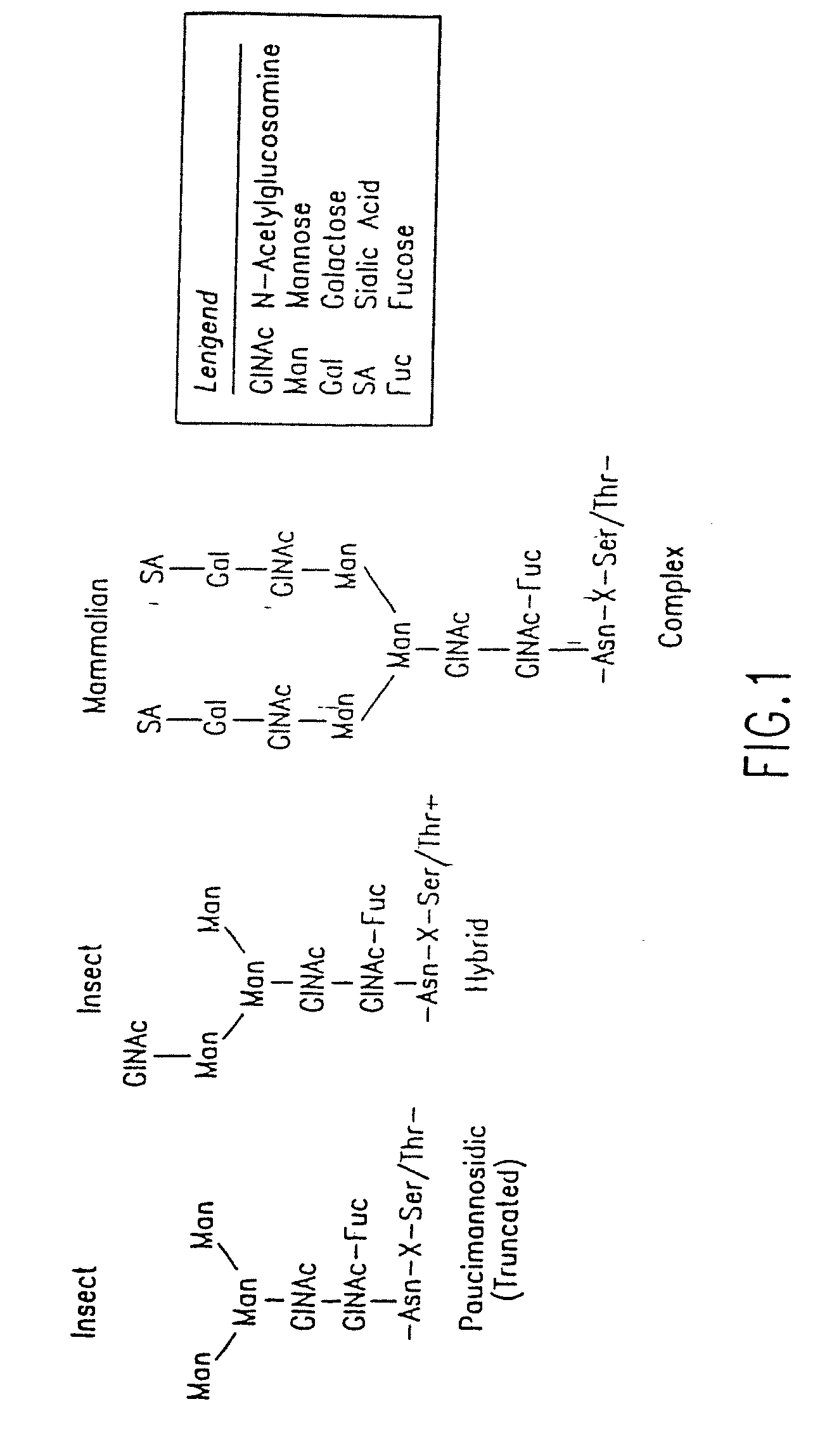 Engineering Intracellular Sialylation Pathways