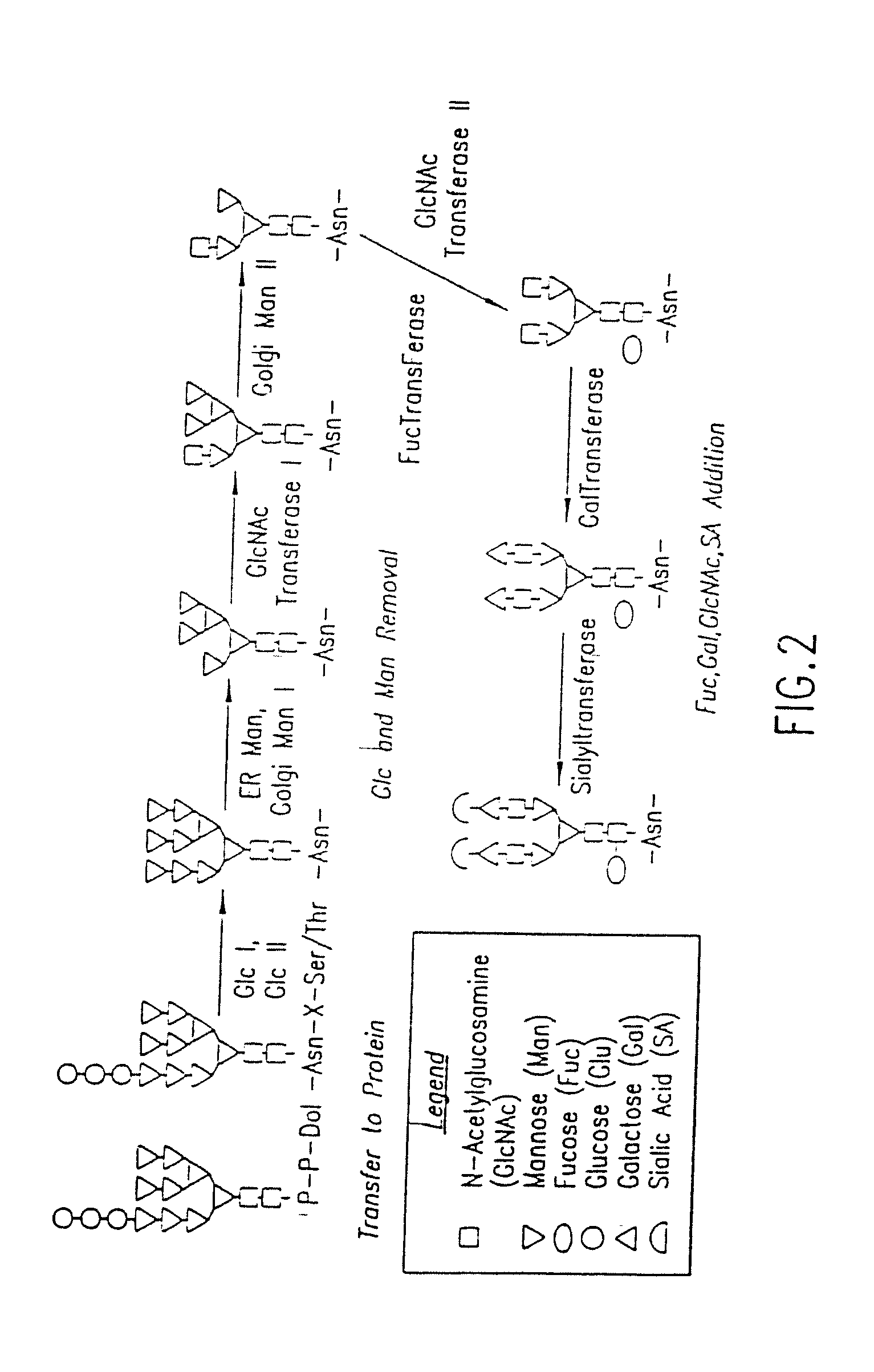 Engineering Intracellular Sialylation Pathways