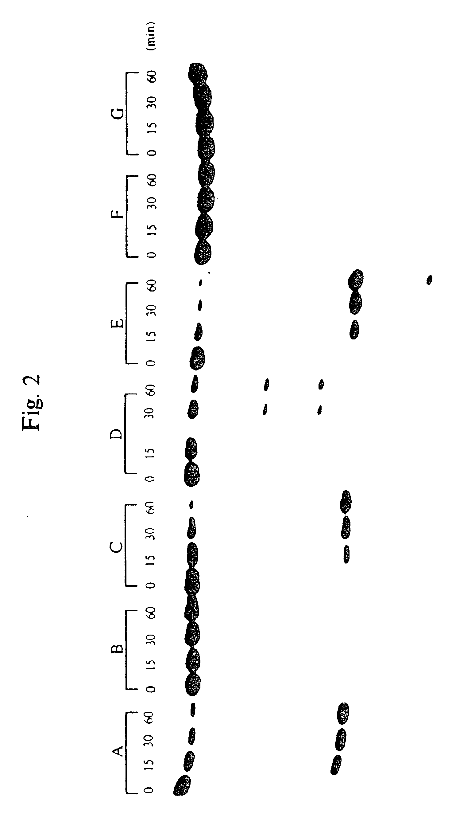 Hybrid oligonucleotide phosphorothioates