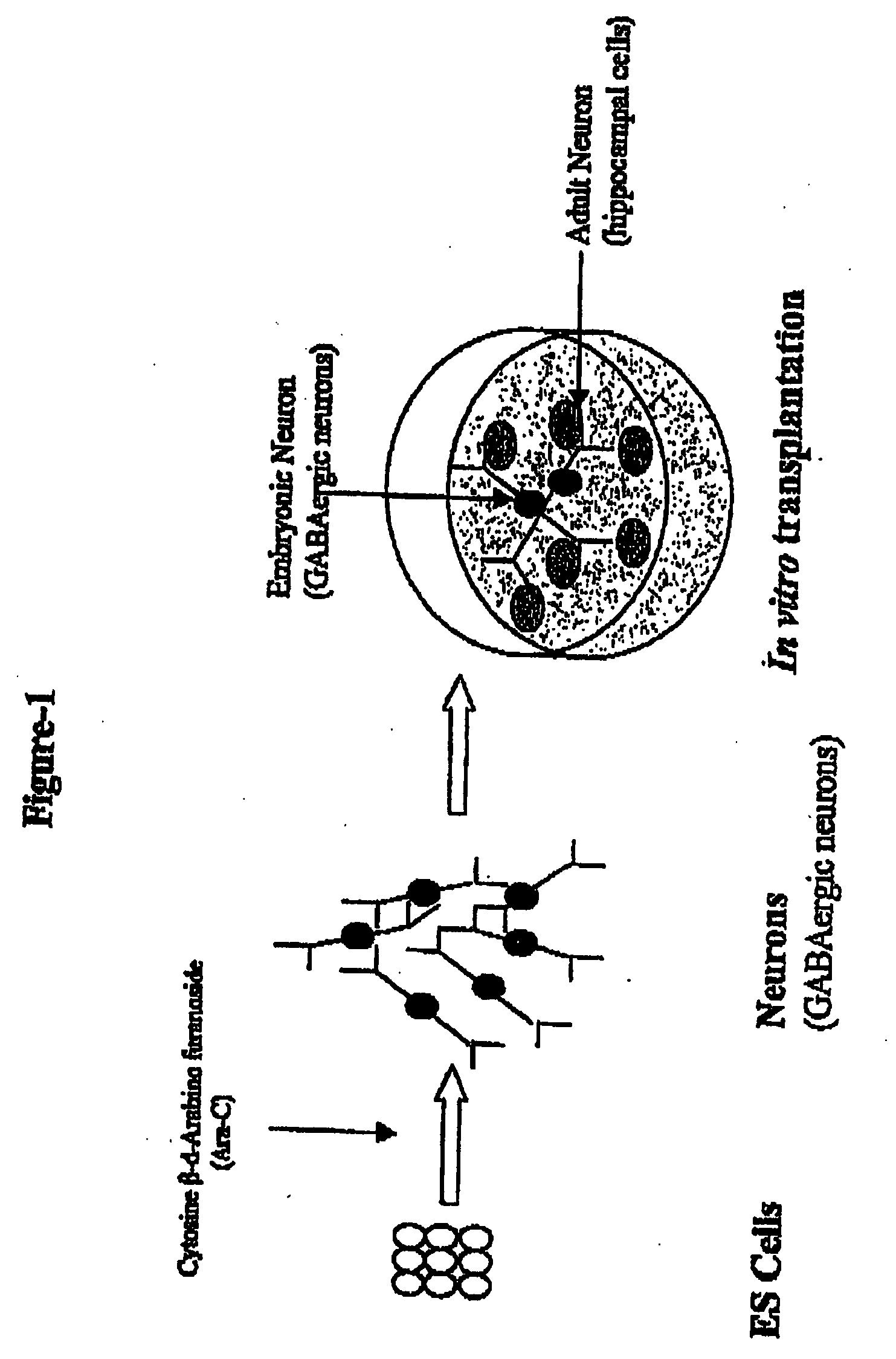 In vitro generation of GABAergic neurons from embryonic stem cells and their use in the treatment of neurological disorders