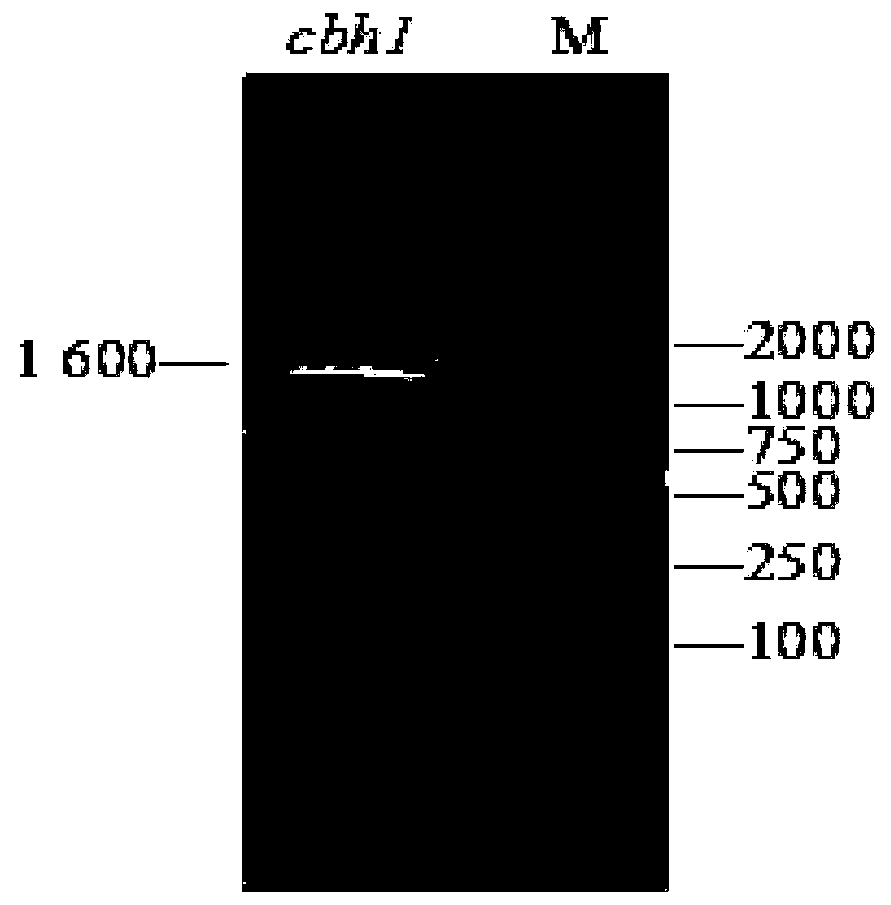 A kind of myceliophthora thermophila exoglucosidase mutant and its application