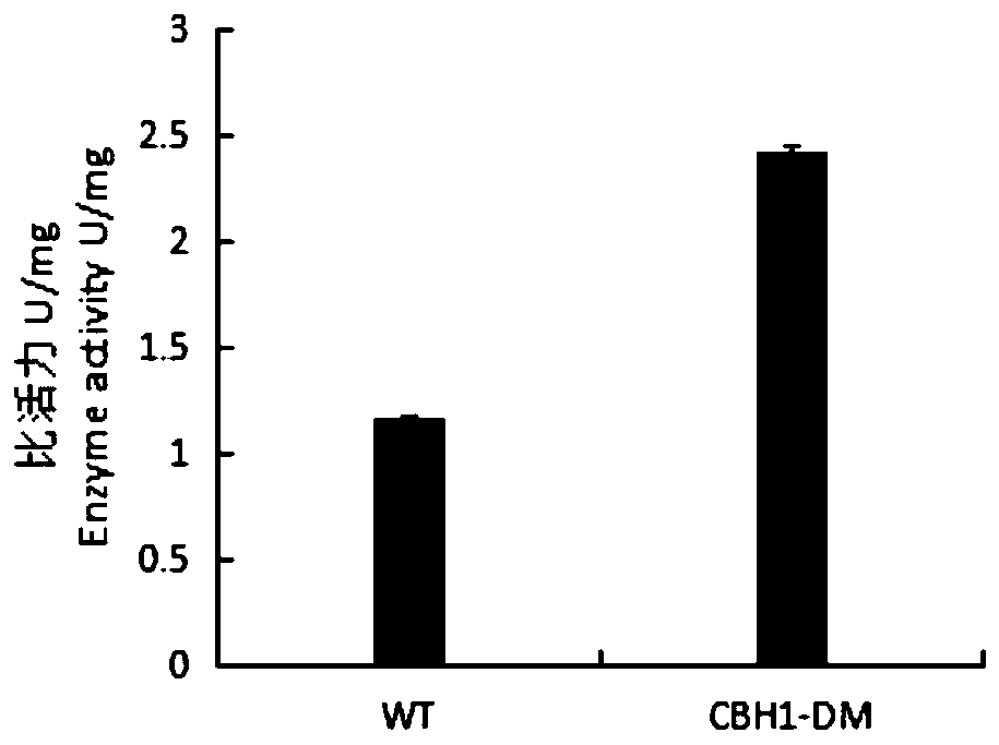 A kind of myceliophthora thermophila exoglucosidase mutant and its application