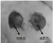 Chinese medicinal composition for treating skin wounds and preparation method thereof