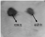 Chinese medicinal composition for treating skin wounds and preparation method thereof