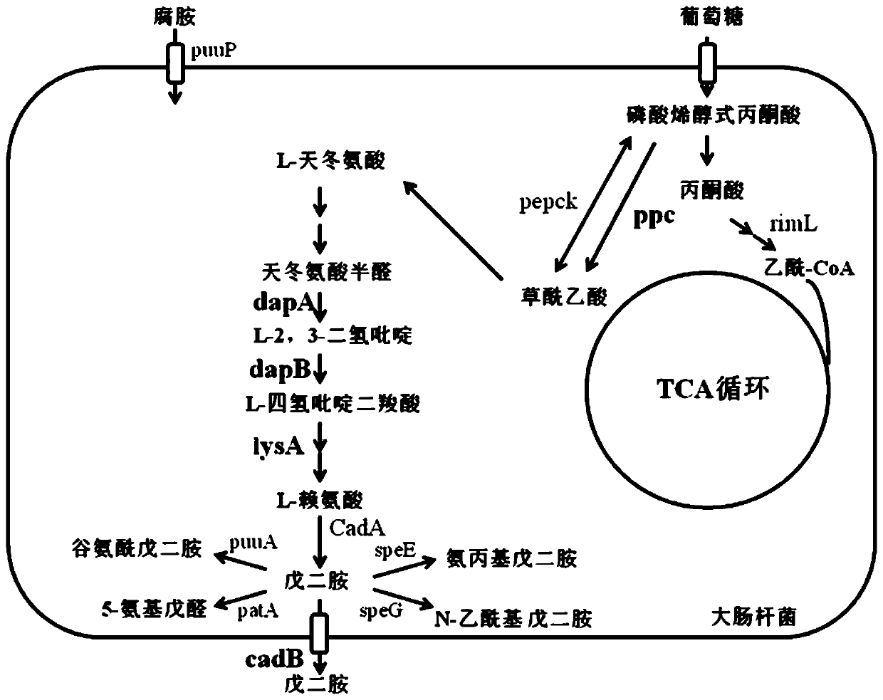 Bioconversion method for producing 1,5-pentanediamine