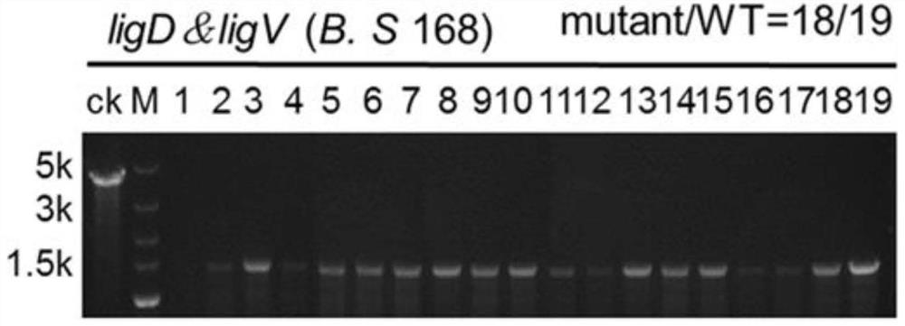 Construction of CRISPR-Cpf1-based efficient gene editing system