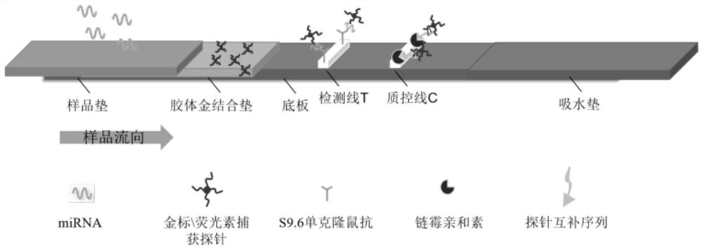 Detection method of miRNA and lateral flow chromatography test strip for detecting miRNA