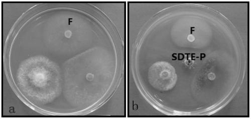 Application of the endophytic fungus sdte-p of Vietnamese Sophora japonica in the control of Panax notoginseng root rot