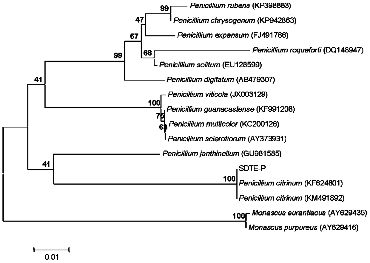 Application of the endophytic fungus sdte-p of Vietnamese Sophora japonica in the control of Panax notoginseng root rot