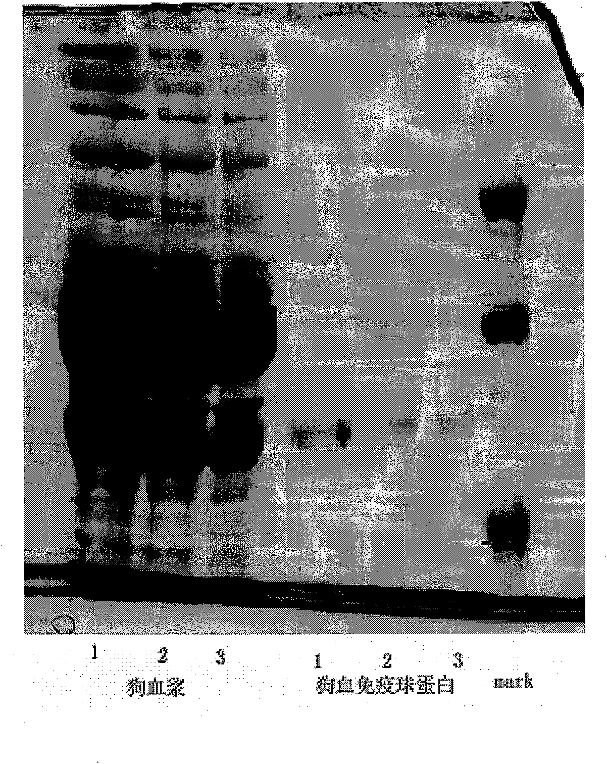 Immunoglobulin for dog intravenous injection, its preparing method and the formulation thereof