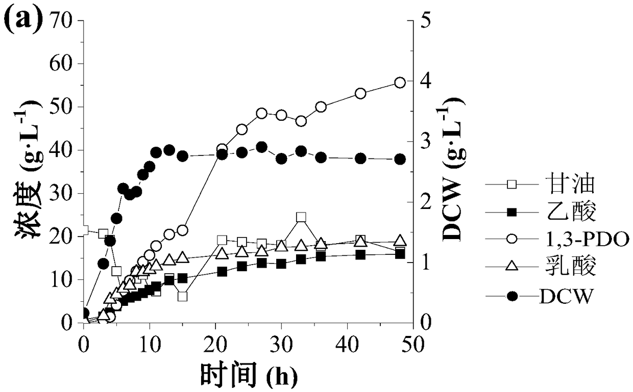 Application of recombinant klebsiella peneumoniae in preparation of 1,3-propanediol