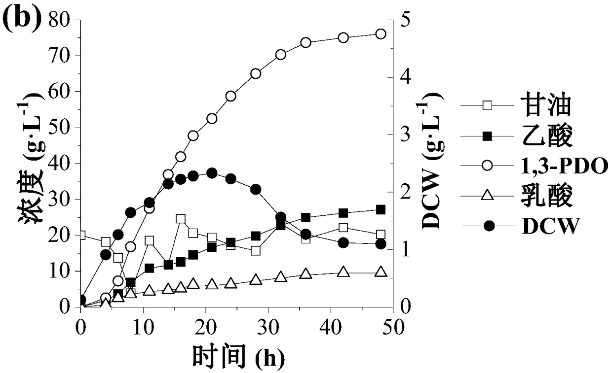 Application of recombinant klebsiella peneumoniae in preparation of 1,3-propanediol