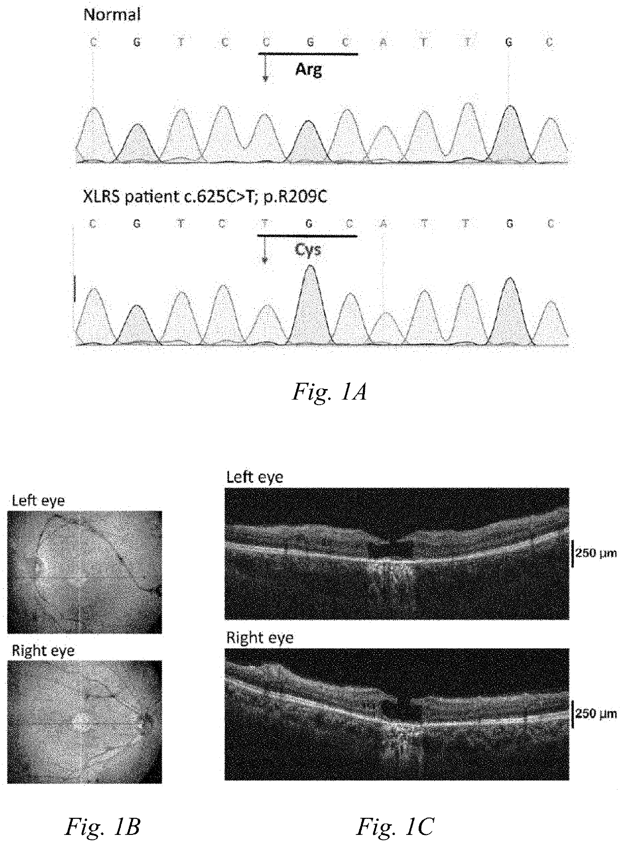 Carboxylated nanodiamond-mediated crispr-cas9 delivery system