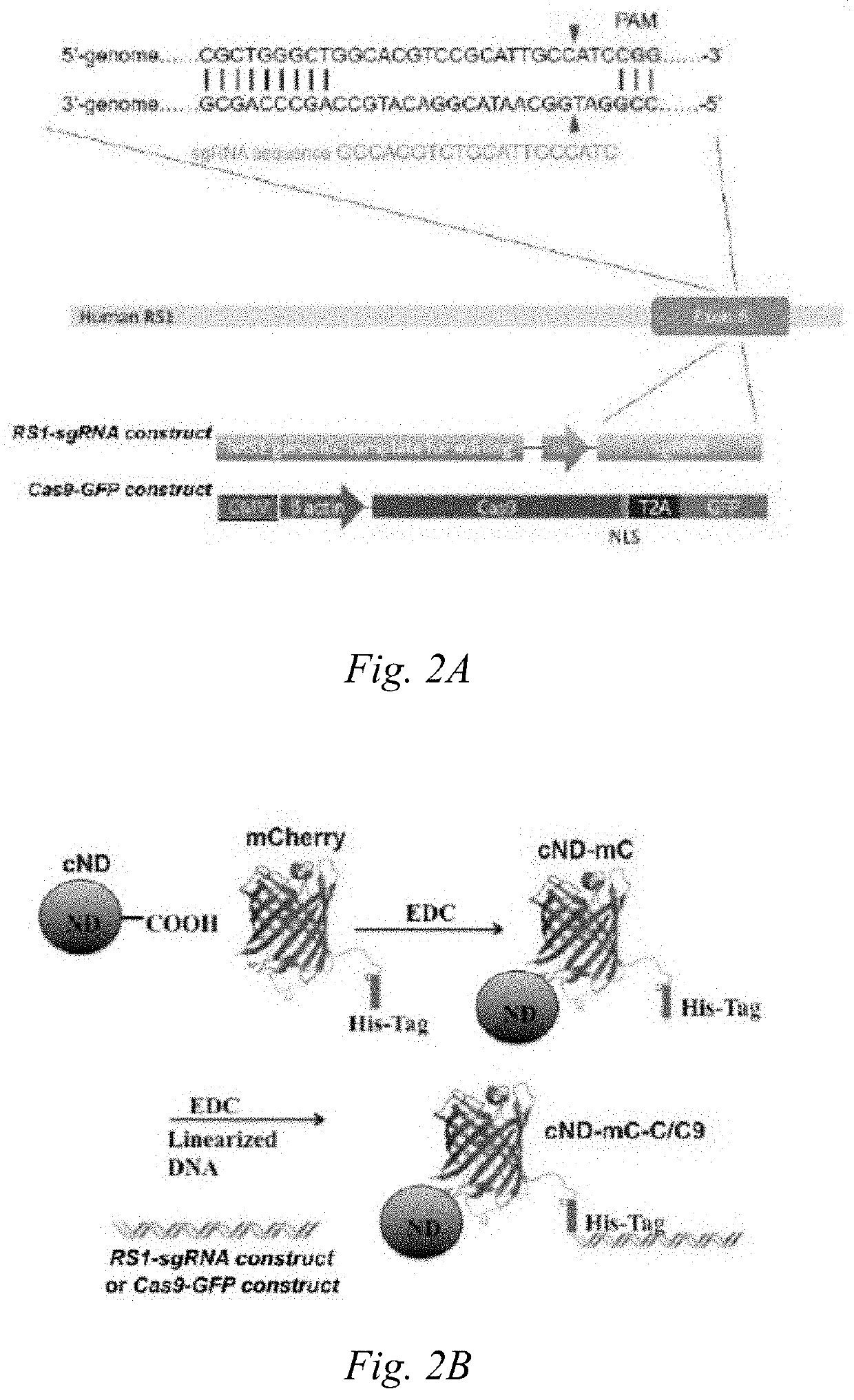 Carboxylated nanodiamond-mediated crispr-cas9 delivery system