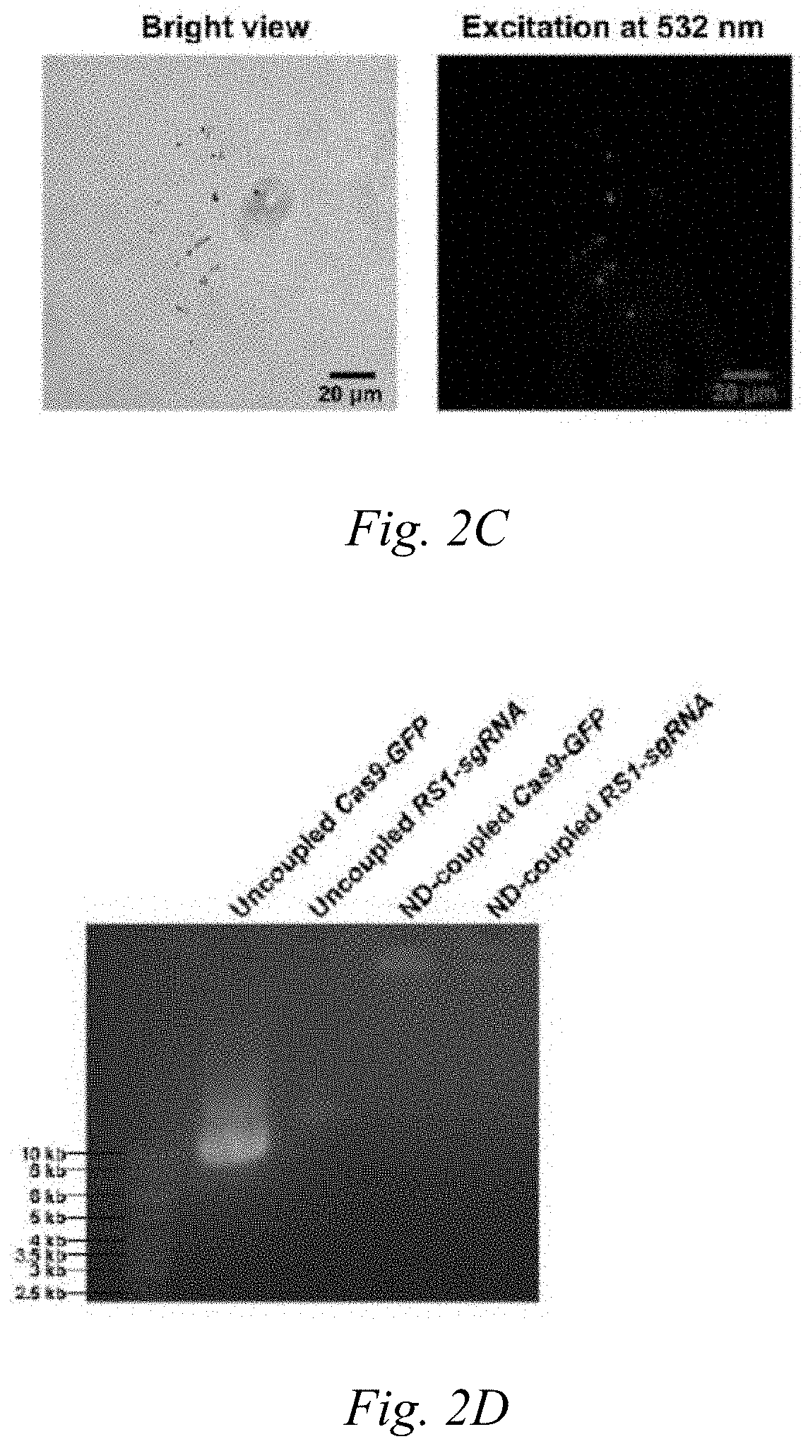 Carboxylated nanodiamond-mediated crispr-cas9 delivery system