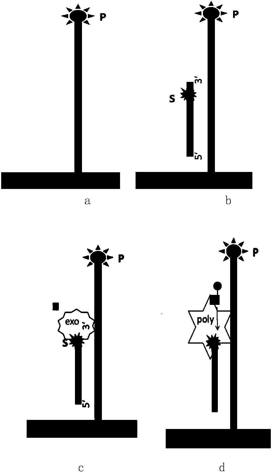 Method for detecting 3'-5' exo-activity of specific base by nuclease and kit thereof