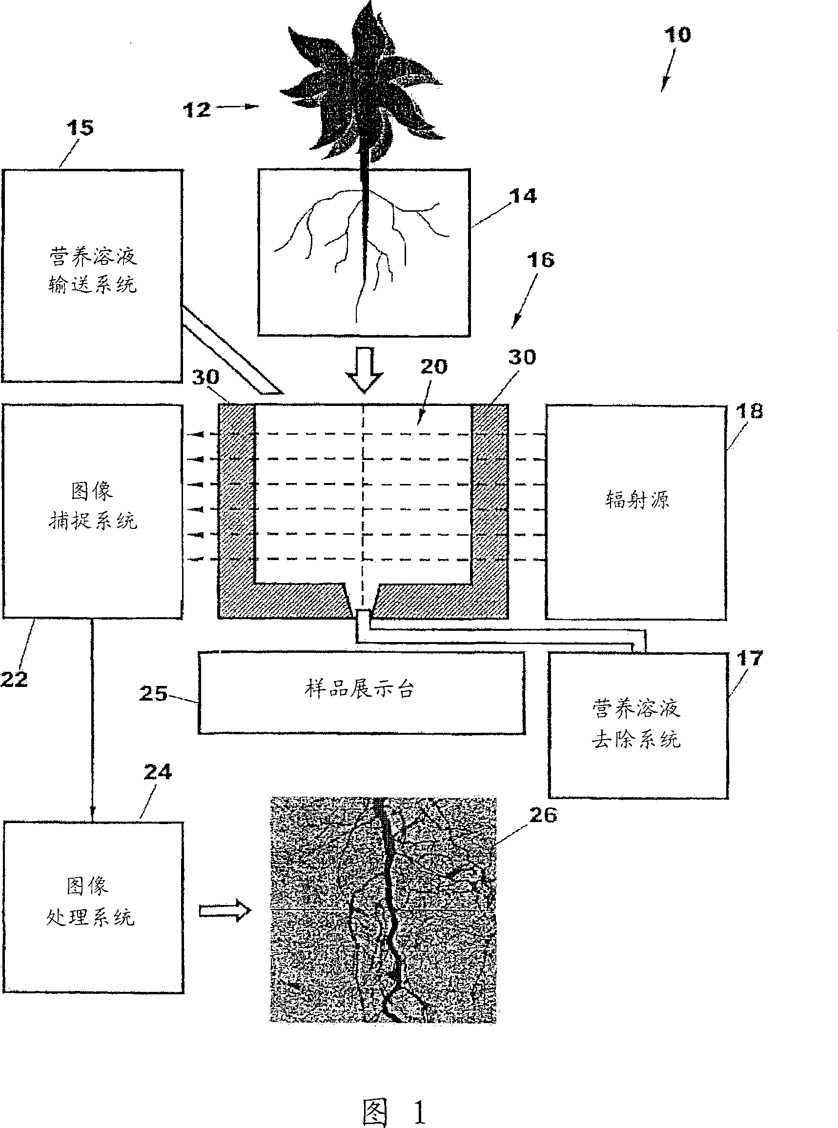 Plant root characterization system