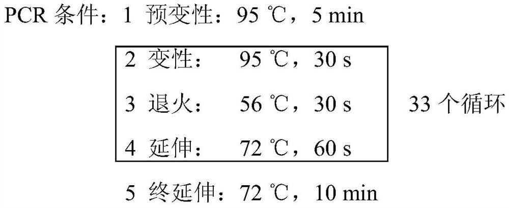 Forest leech antithrombotic peptide sylvestin and its gene and application