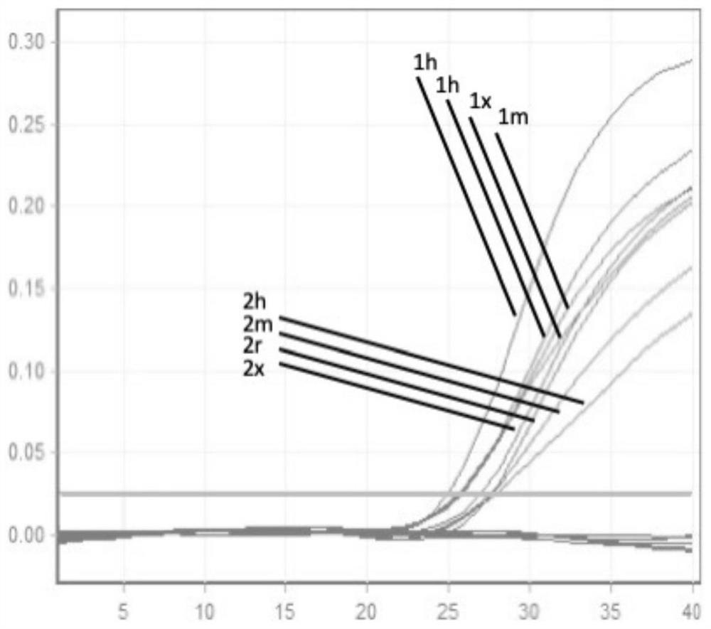 Application of DNA-RNA hybrid double-stranded specific conjugate in promotion of nucleic acid replication and detection of novel coronavirus