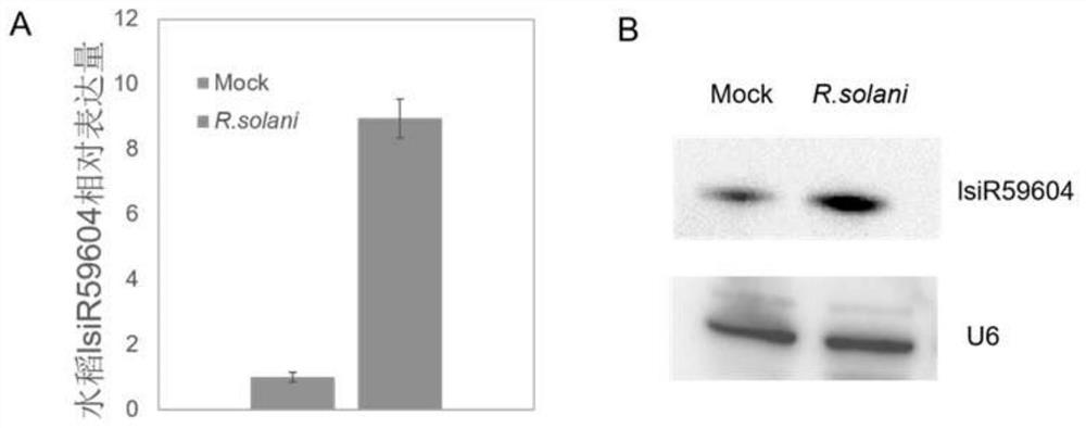 Application of rice long-chain small RNA