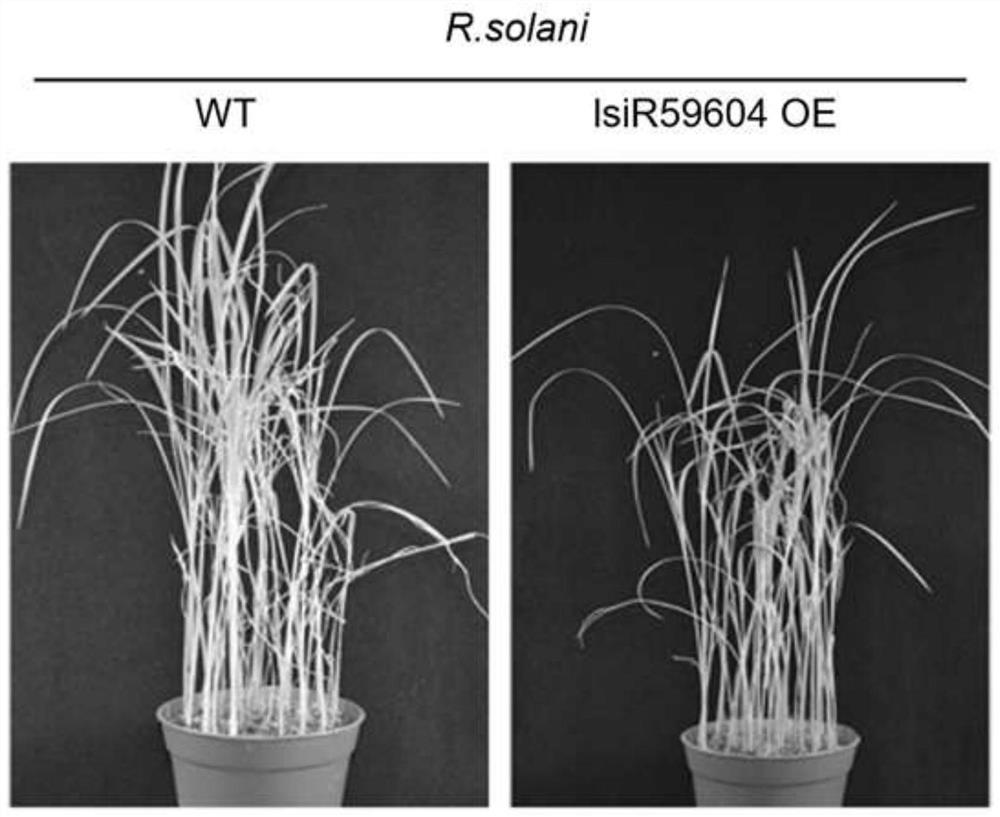 Application of rice long-chain small RNA