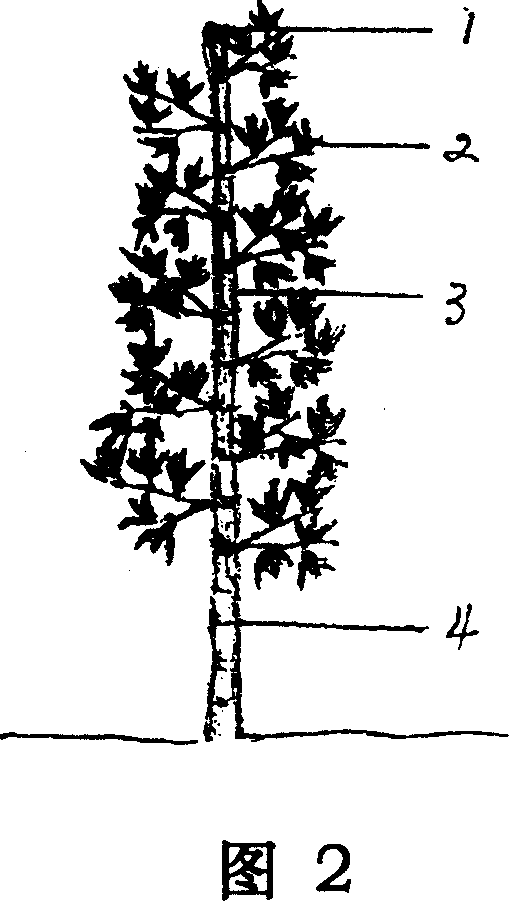 Method for pruning bamboo forest in use for bamboo shoot