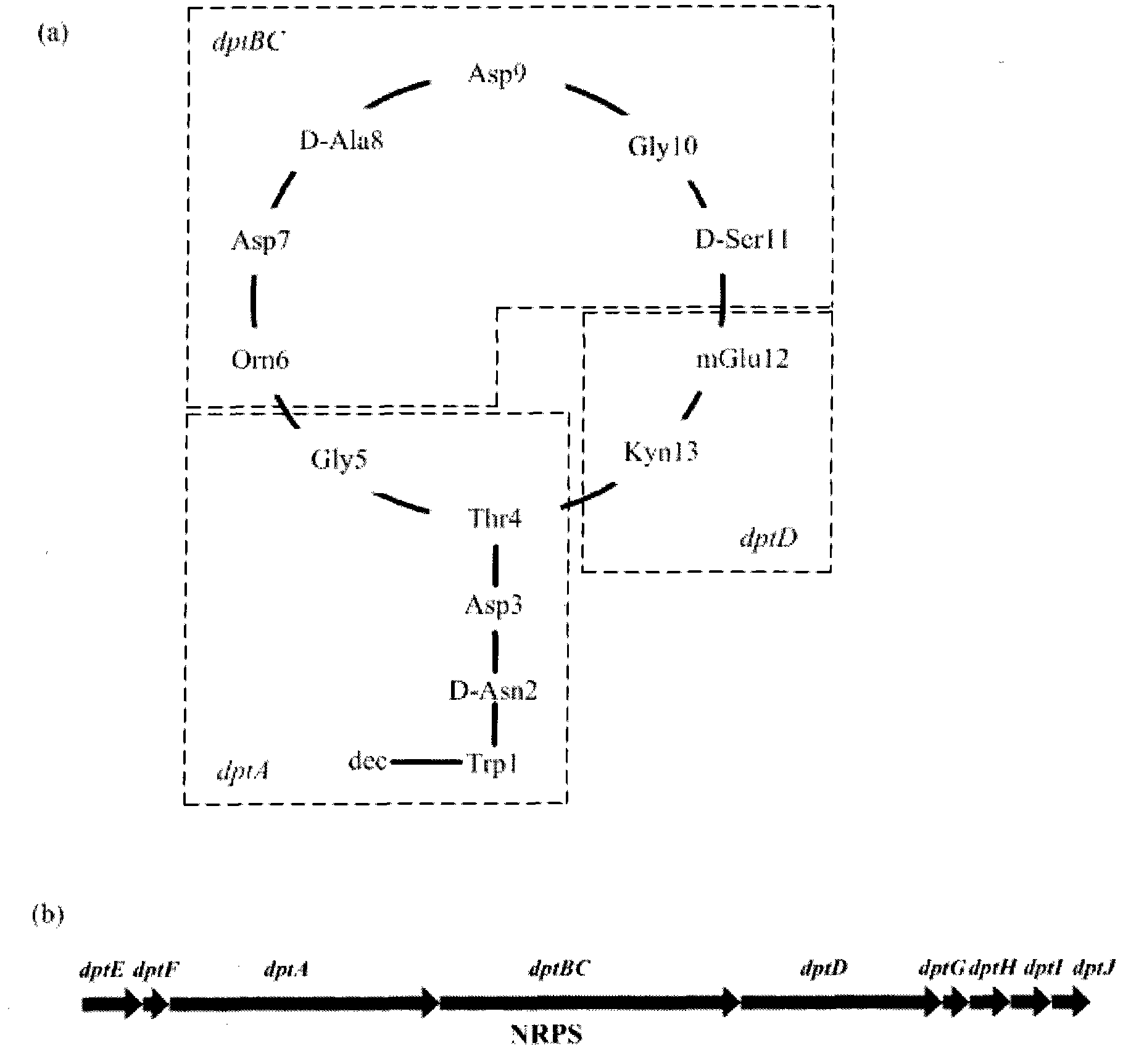 Construction method and application of streptomyces roseosporus gene engineering bacteria HP-ORF53-55