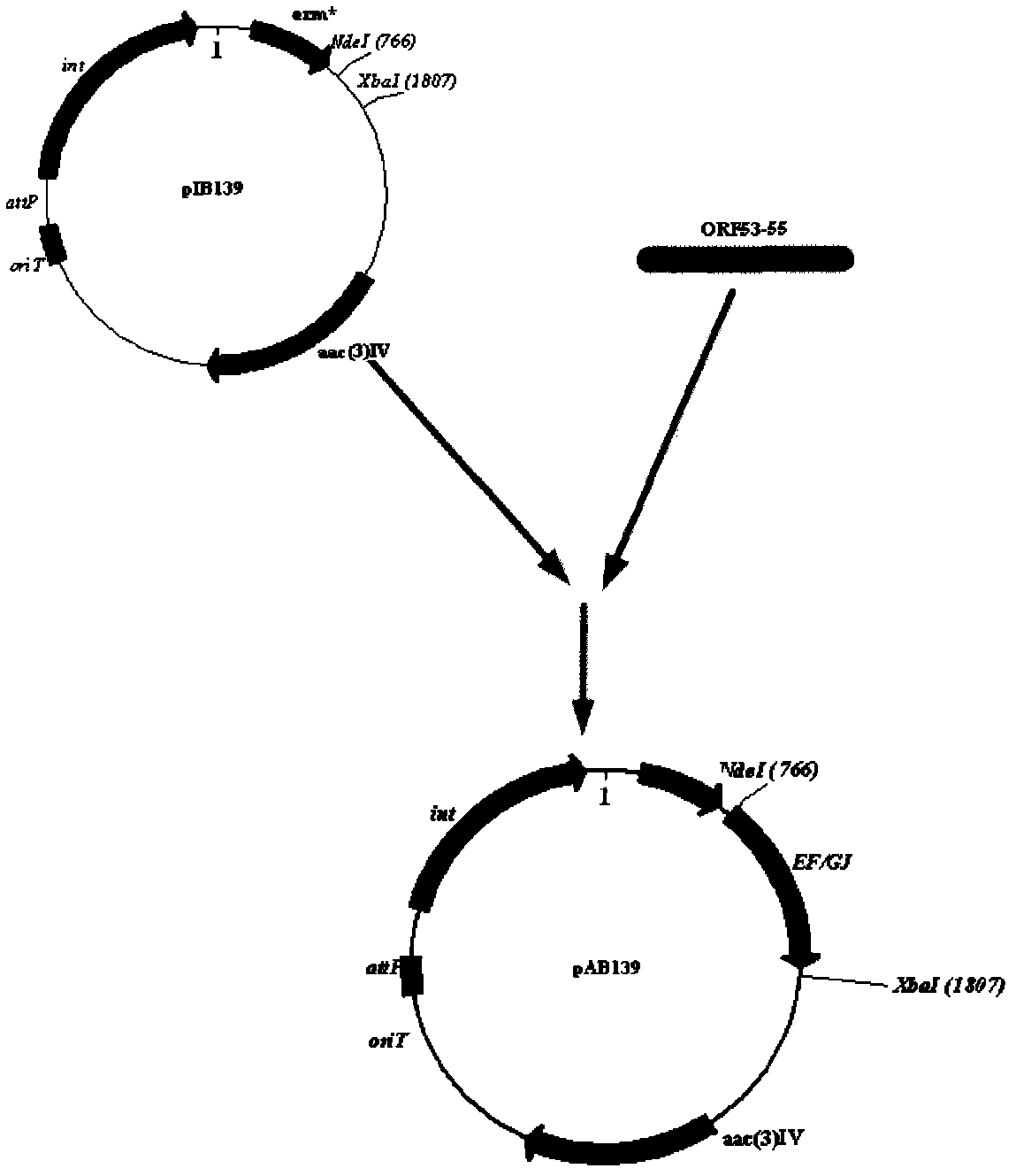 Construction method and application of streptomyces roseosporus gene engineering bacteria HP-ORF53-55