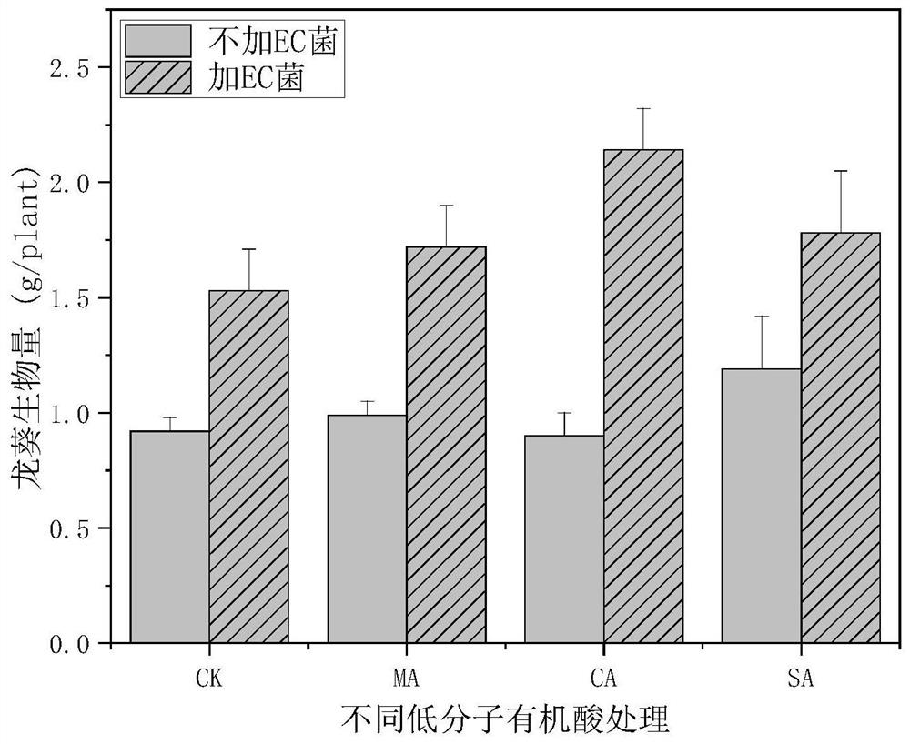 Method for enhancing colonization of enterobacter cloacae Y16 in plant root system