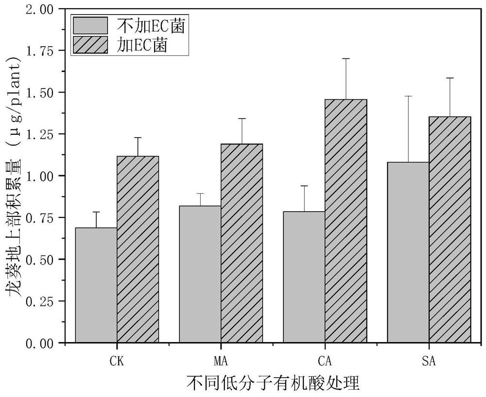 Method for enhancing colonization of enterobacter cloacae Y16 in plant root system