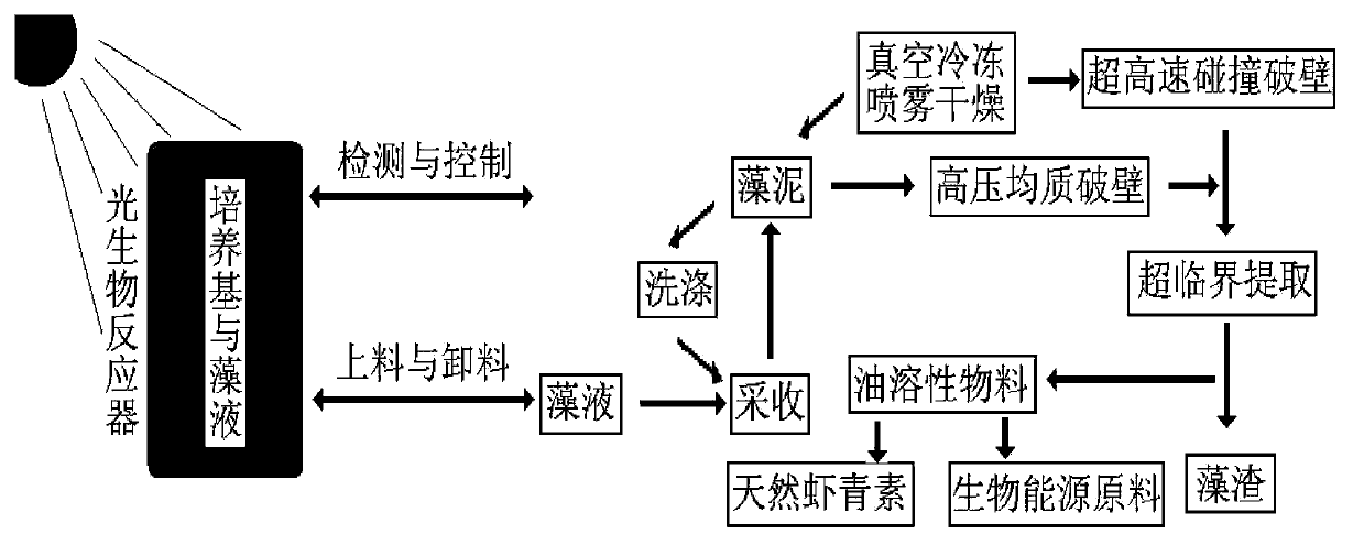 Method for production of microalgal energy (biodiesel) raw material from Haematococcus sp.