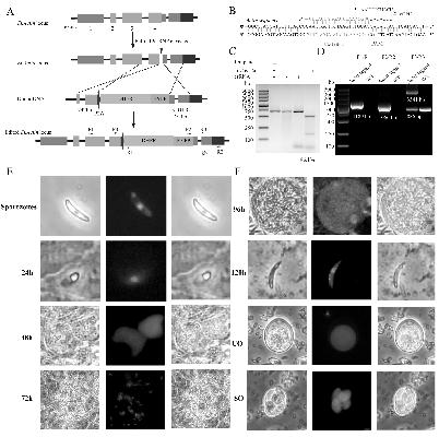 Preparation of chicken eimeria tenella strain with EYFP knocked into Et.Actin gene