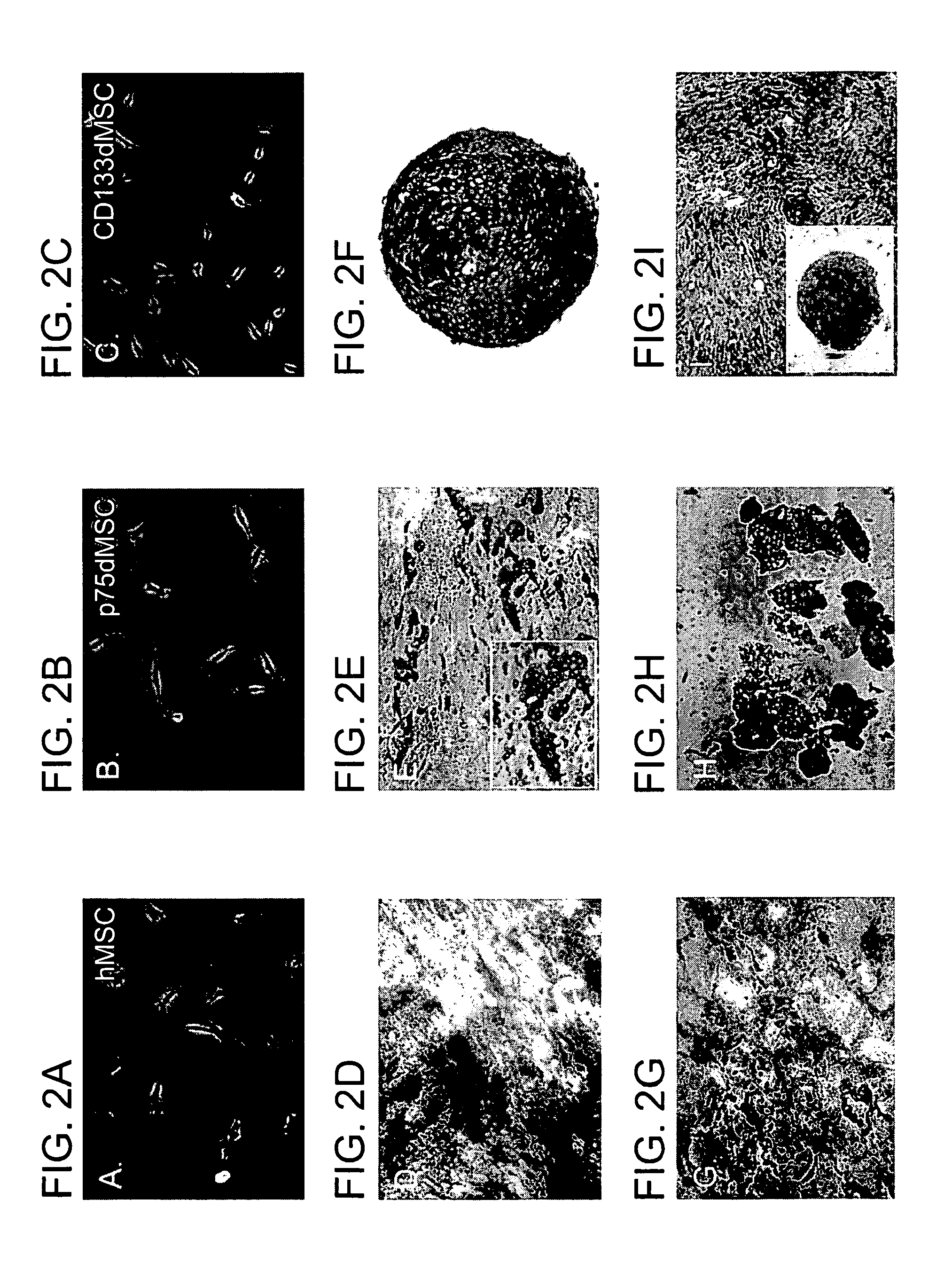 Compositions and methods for tissue repair