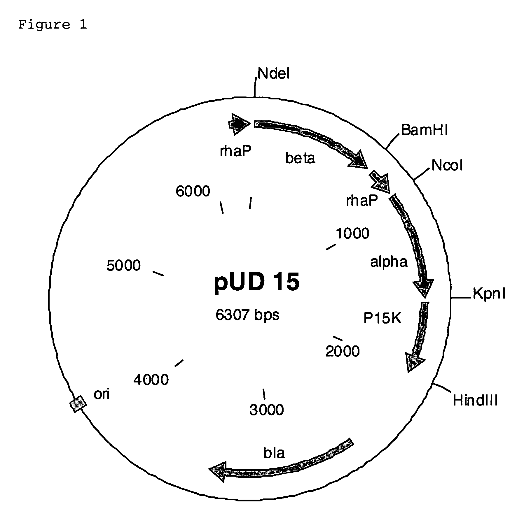 Rhodococcus nitrile hydratase