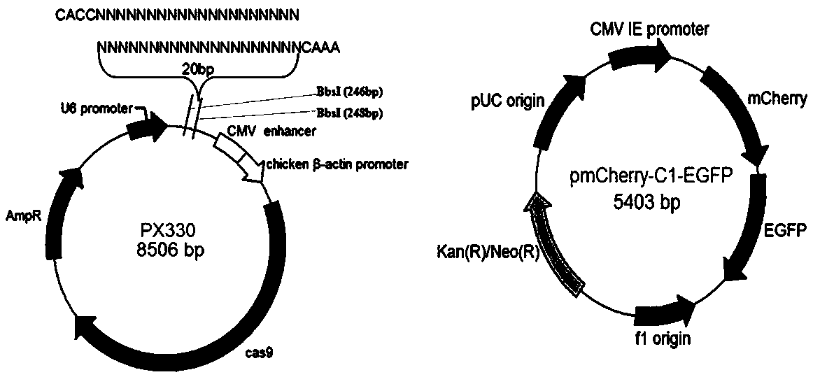 Monoclonal cell culture method