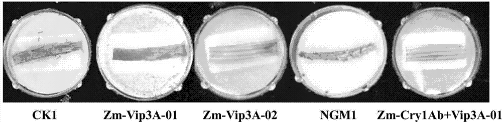 Application of insecticidal protein